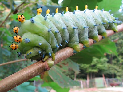 006-Caterpillar-new.jpg