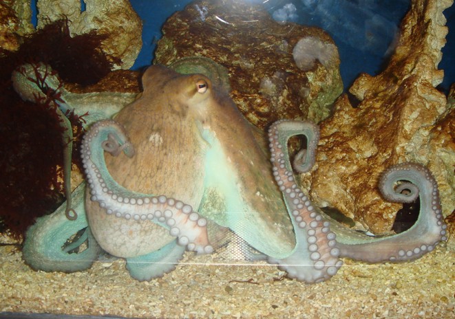 Octopus-s.jpg