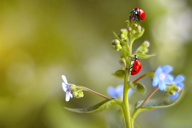 Ladybugs.jpeg