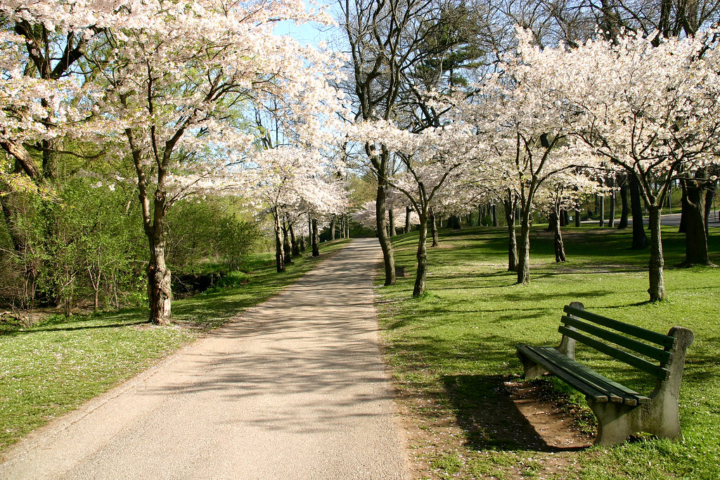 Toronto_High_Park_cherry_blossoms.jpg