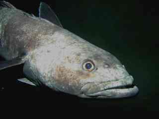 tunnelfish(1).jpg