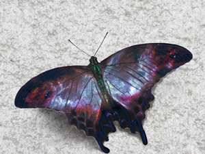 2332smallswallowtail.png