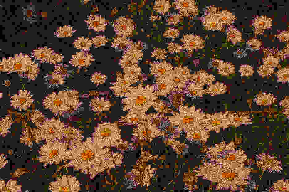 ModifiedDaisiesGrainy.png