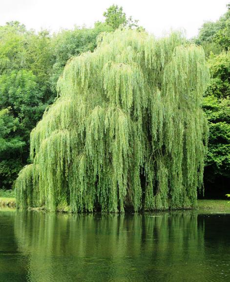 willow.jpg